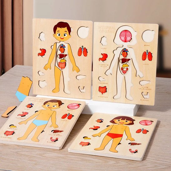 Puzzle bois, matériel montessori sciences hygiene vie bois naturel