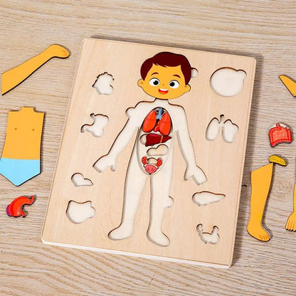 Puzzle bois, planche occupée anatomie enfant bois garçon fille